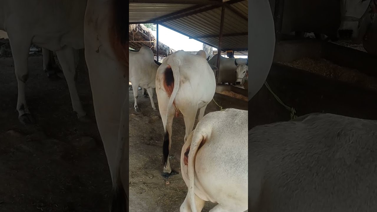 Chausa Cow Mandi Bihar #cow #shorts #cowmandi