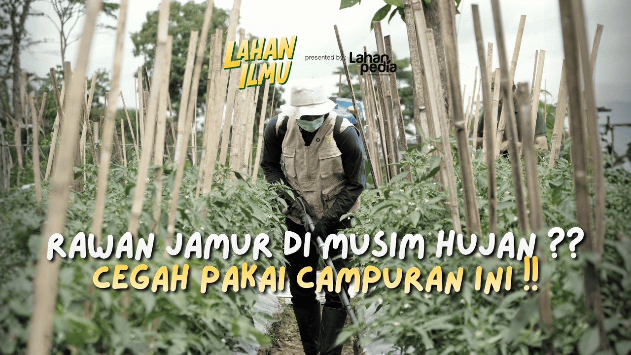 RAHASIA PUPUK KOCOR DI MUSIM HUJAN | CEGAH JAMUR HANYA PAKAI INI⁉️#pupukcabai #musimhujan
