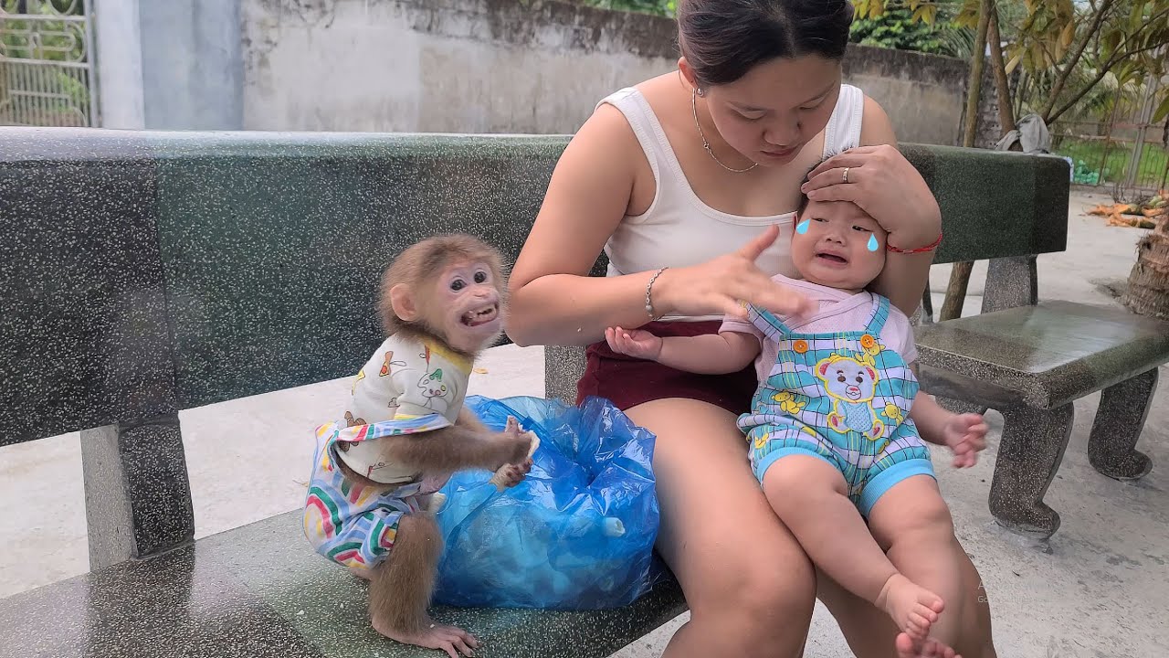 David the Monkey Scares the Crying Baby