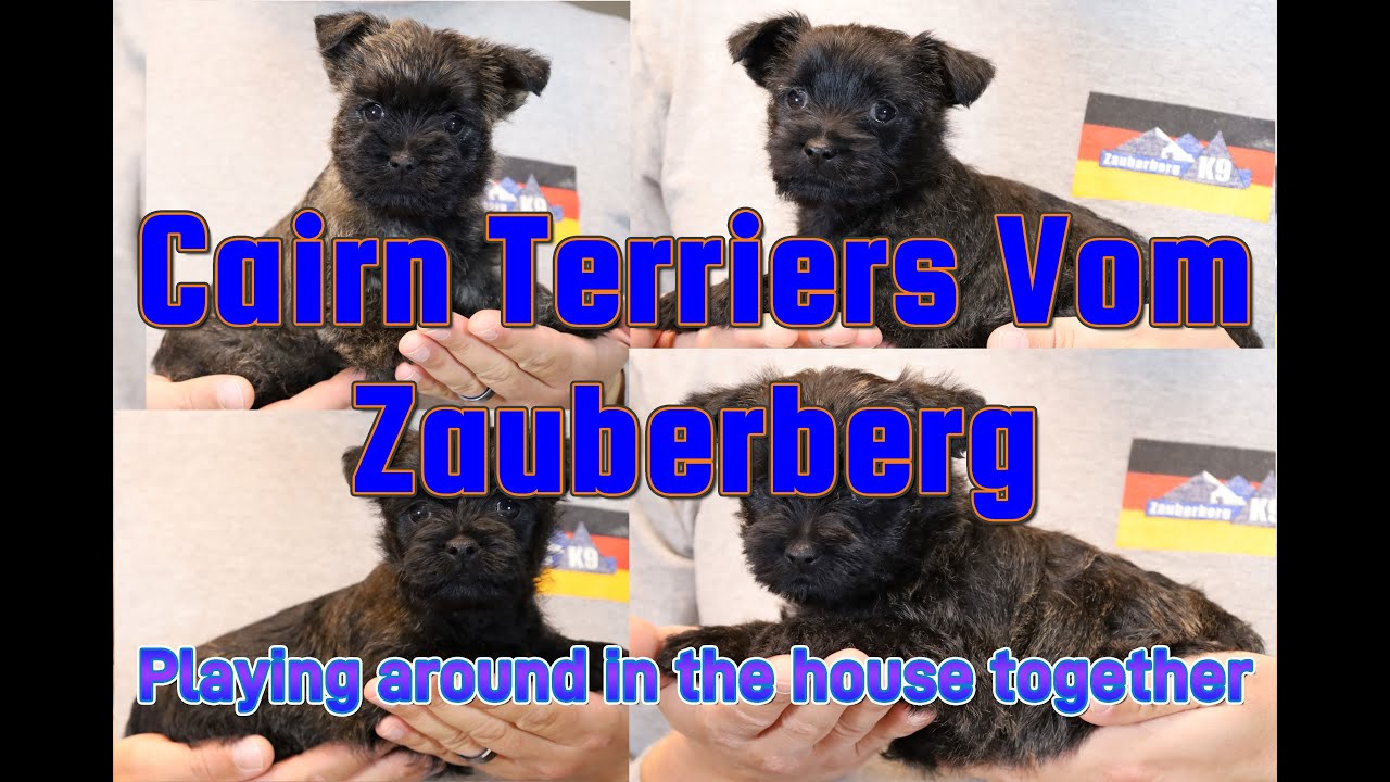 Cairn Terriers Playing Around in the House (Zauberberg K9 Cairns)