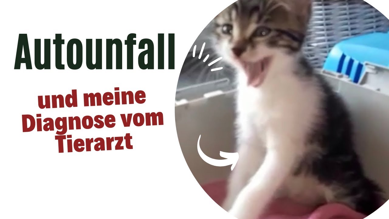 Autounfall | Diagnose vom Tierarzt!