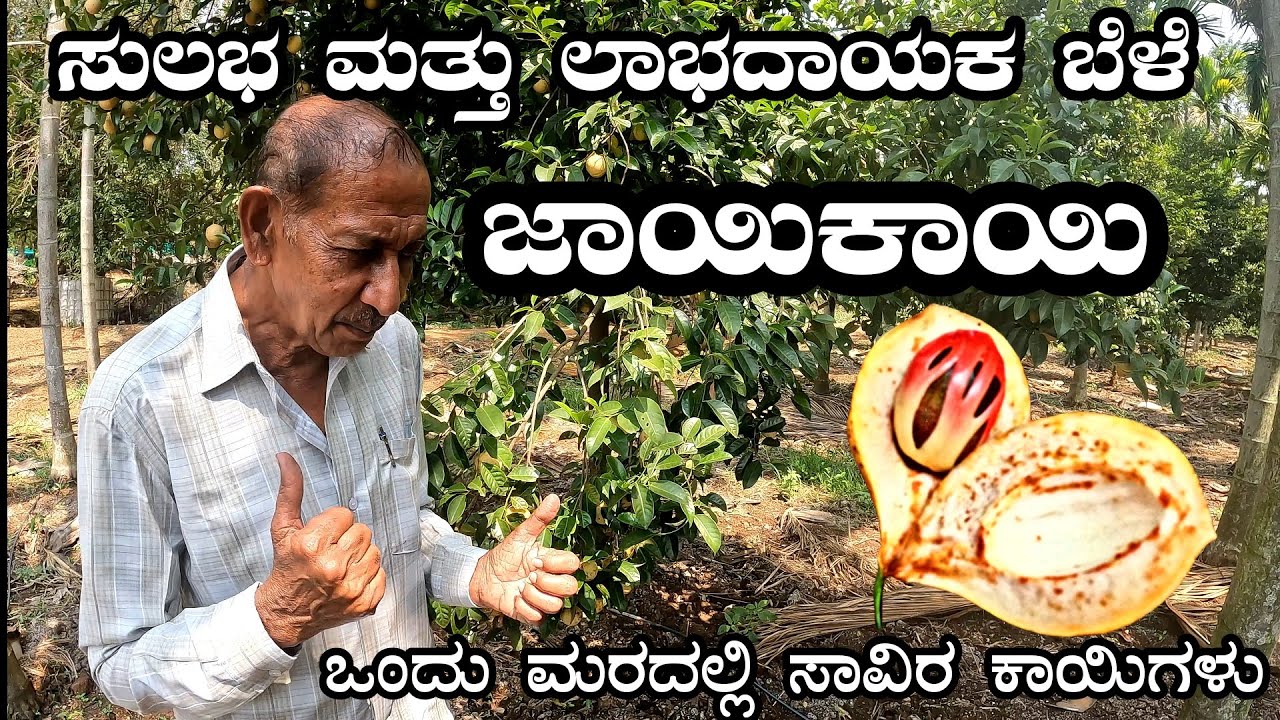 ಸುಲಭ ಮತ್ತು ಲಾಭದಾಯಕ ಬೆಳೆ ಜಾಯಿಕಾಯಿ || Nutmeg || Manju Sgp||