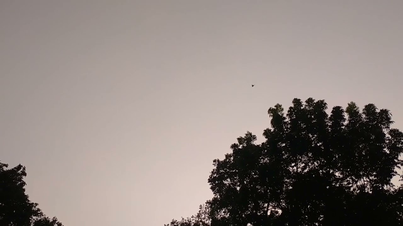 মানুষ ভাবে ভাষা বুঝি কেবল মৌখিক 