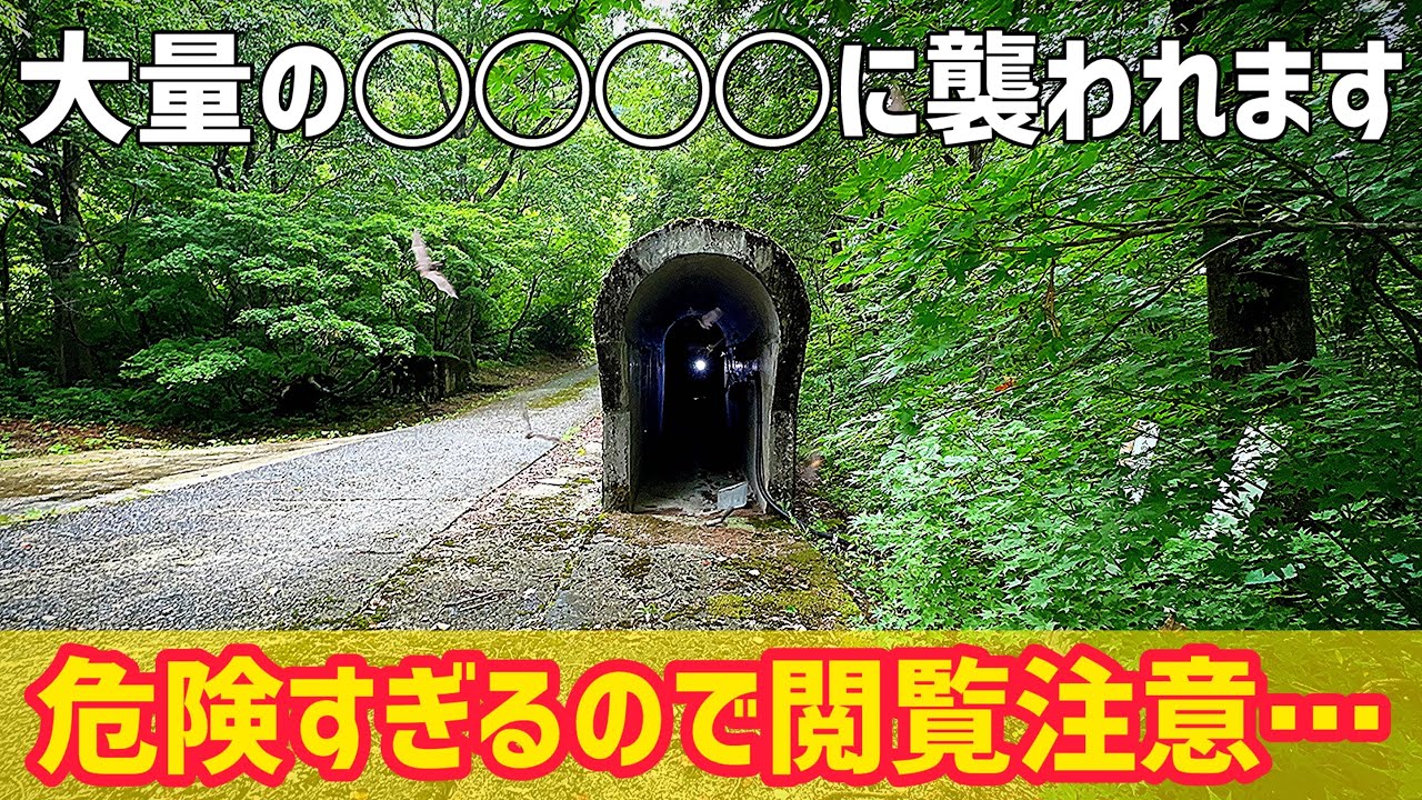 あのトンネルの内部がとんでもないことに…【廃線跡】