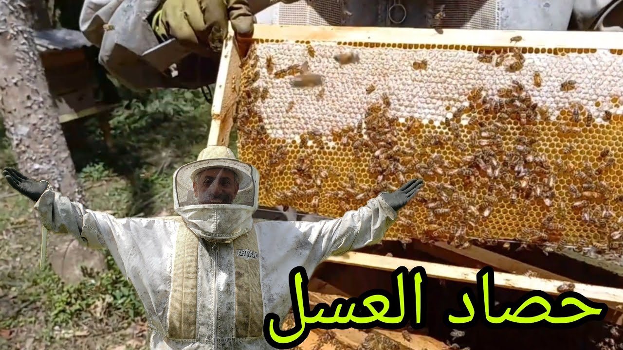 حصاد العسل من خلايا نحل البرازيل 🐝🐝🐝