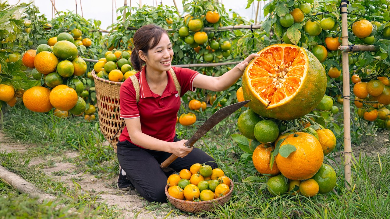 Harvesting Sweet Sugar Oranges | Juicy Golden Haul Sold Out Fast at the Village Market