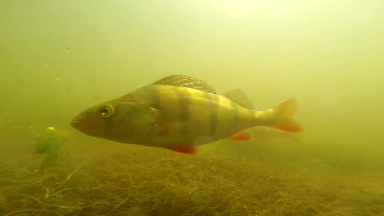 Fish Life Beneath the Thames River