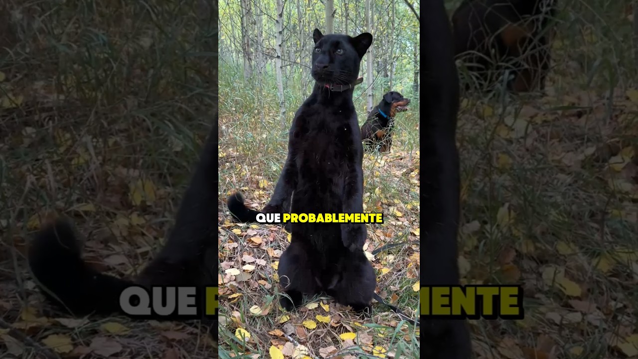 &ldquo;5 Cosas Que No Sab&iacute;as Sobre las Panteras Negras 🐾❓&rdquo;