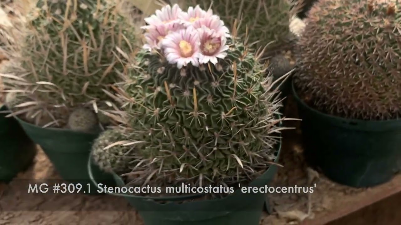 Our first Genus Feature: Stenocactus