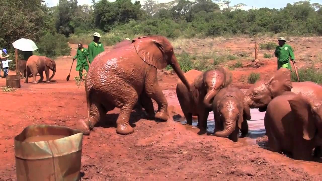 David Sheldrick Elephant Orphanage