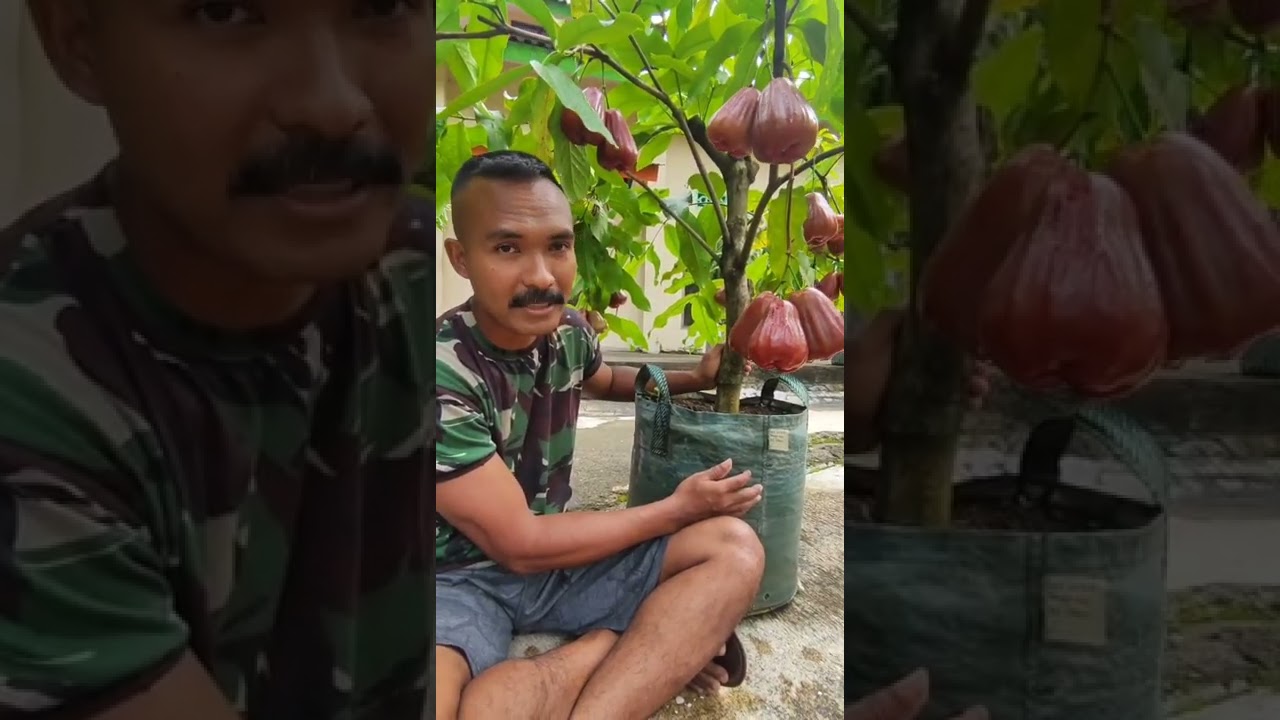 Jambu Air Dalhari