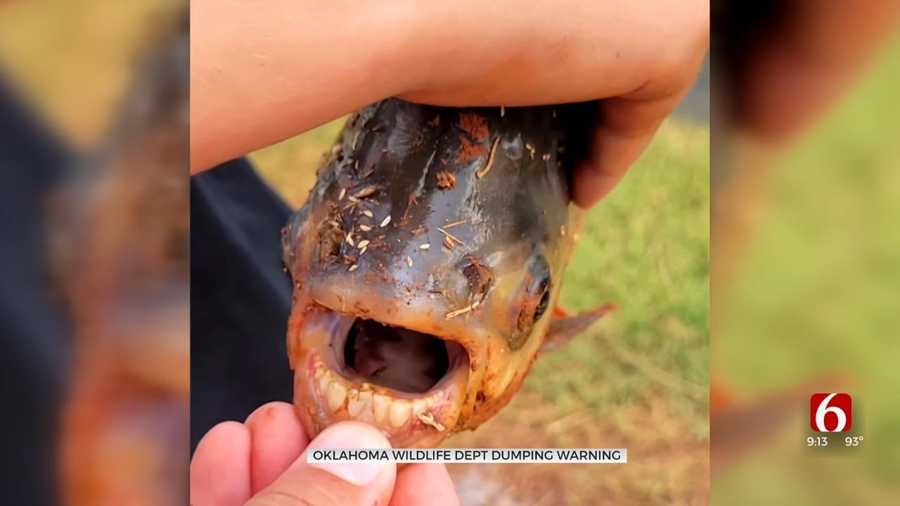 Okla. Wildlife Experts Share Warning After Exotic Fish Found In Neighborhood Pond