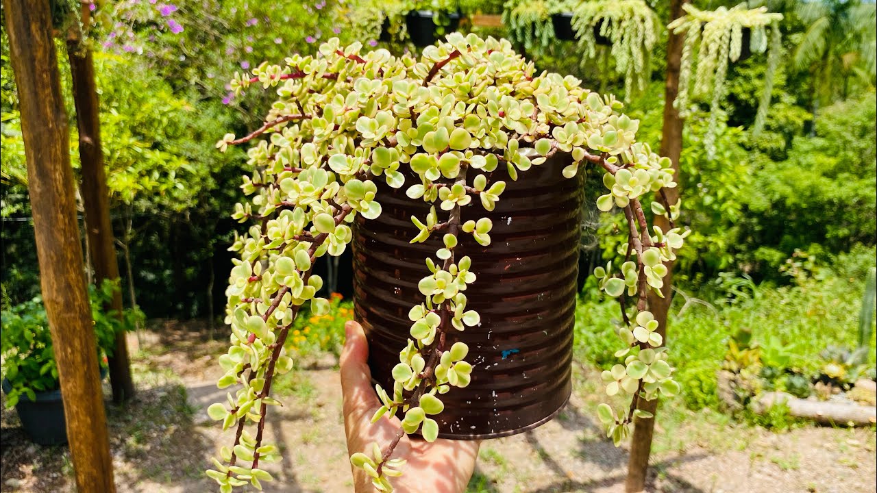 SUCULENTAS DE FÁCIL CULTIVO/ 4 ESPÉCIES DA PORTULACARIA AFRA