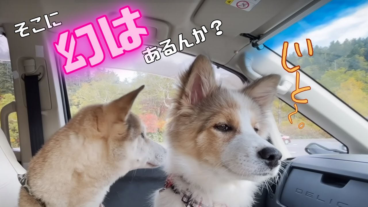 【わんずと車中泊】終わってから気づく大切なこと【秋の北海道周遊】