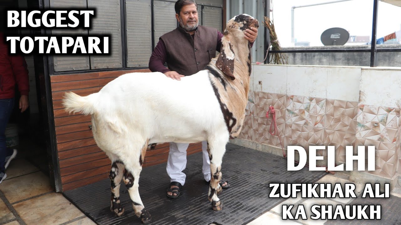 Biggest Totapari Goat Zulfikhar Bhai Ka Shaukh In Delhi