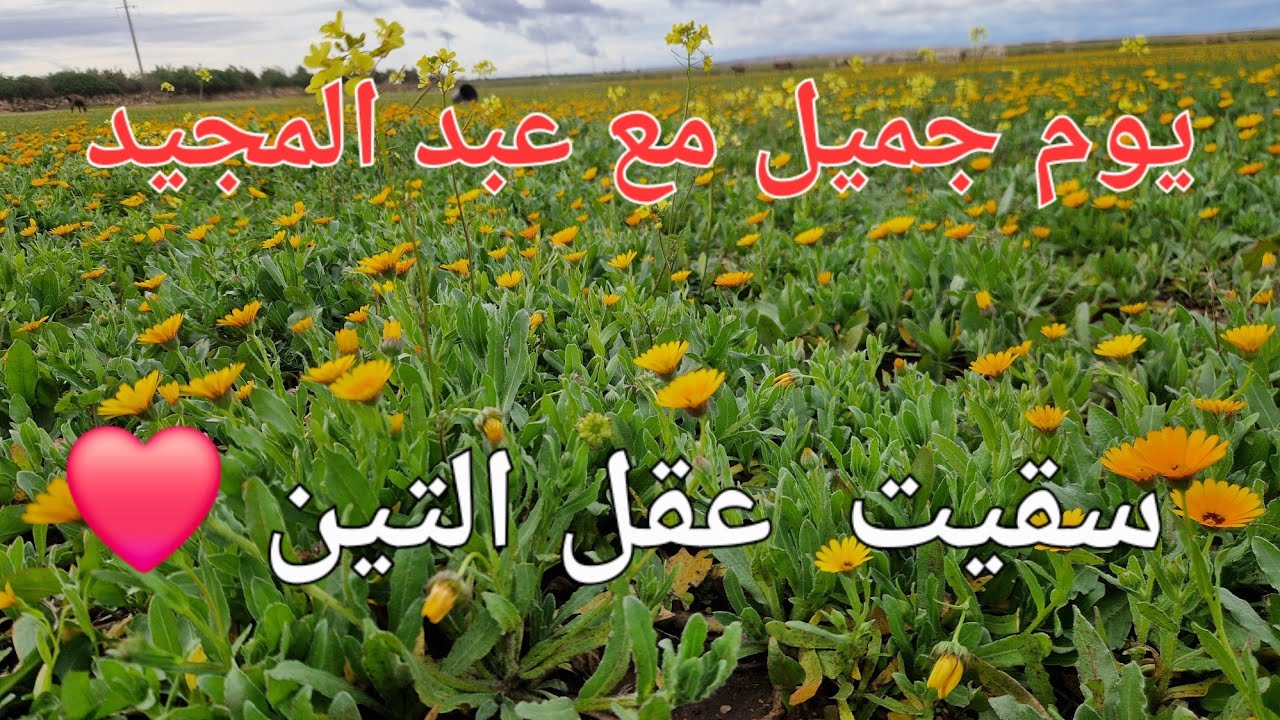 الحلقة 769.🌱🌿 يوم شاق لكن ممتع مع سقي التين و حفر  السياج 