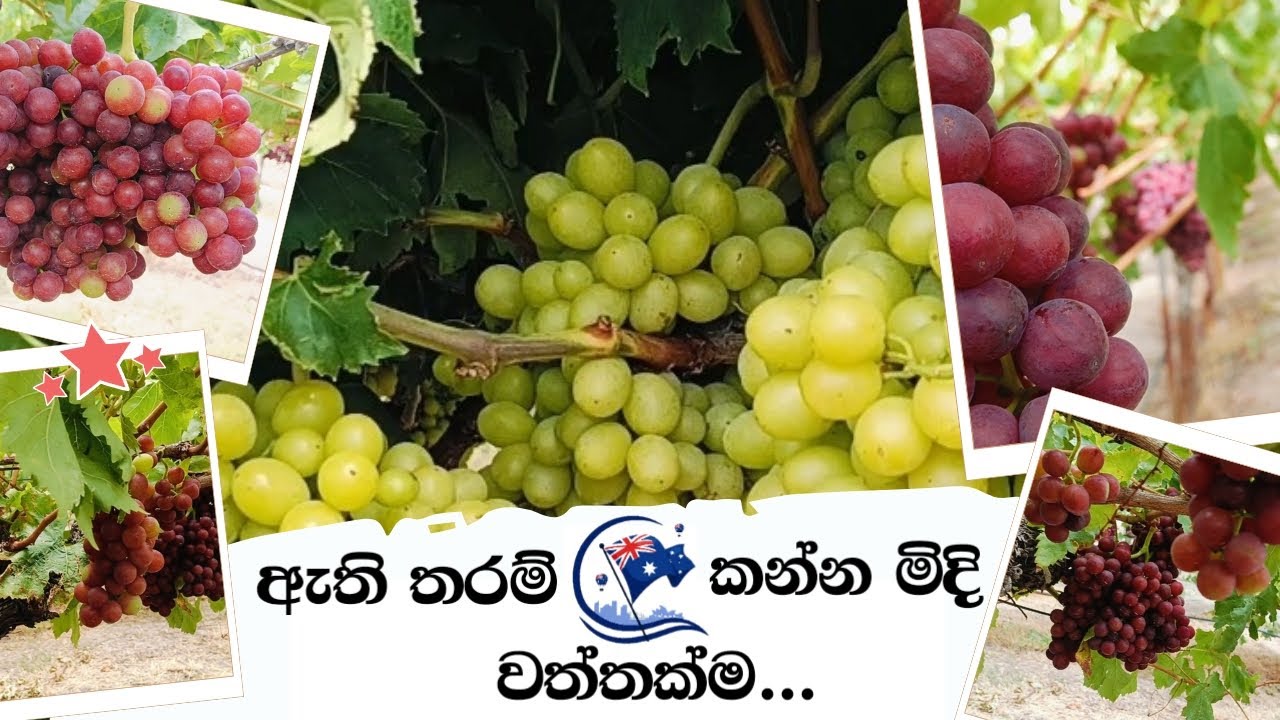 Swan Valley Grapes Picking | Auscenery | Ausi Vlog | Travel Vlog | WA Grapes Farm | Perth Vlog