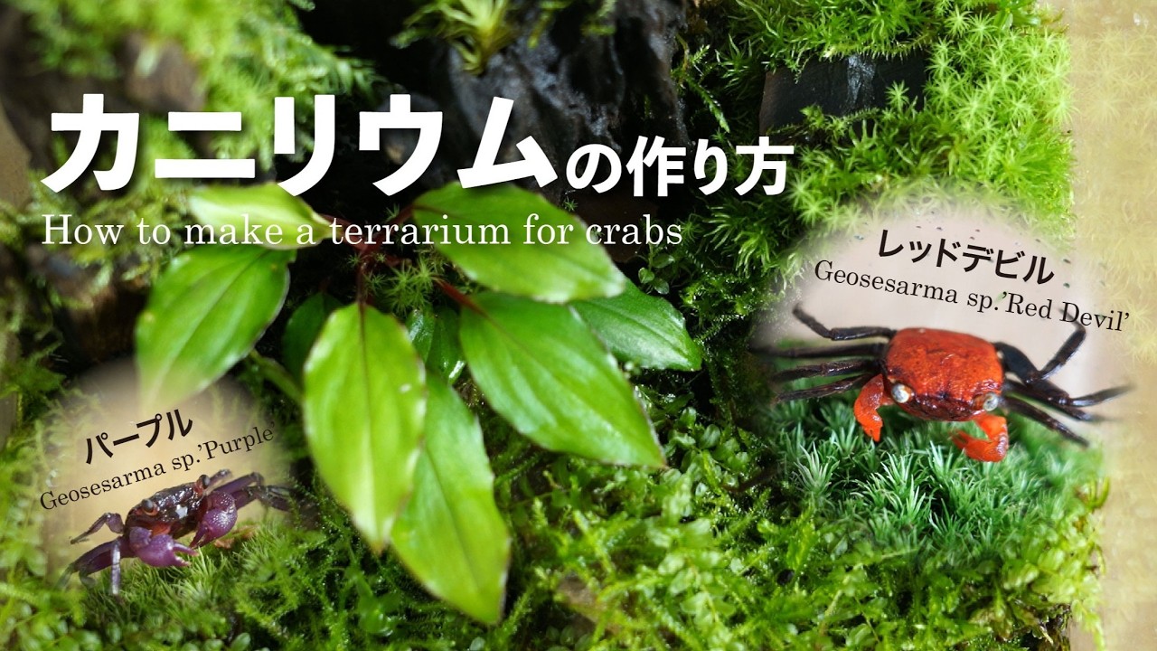ホマロメナの生えるカニリウムの作り方　No.221