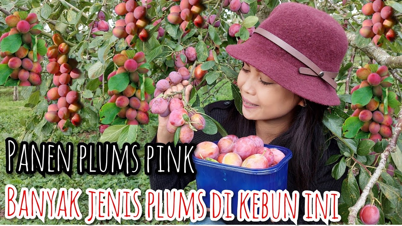 PANEN PLUMS WARNA MERAH MUDA ( PLUMS VICTORIA ) || BANYAK SEKALI JENIS PLUMS DISINI