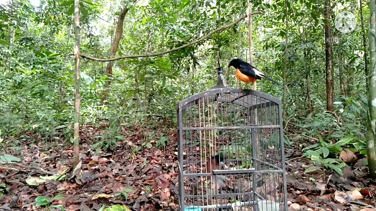 Mikat murai muda super gacor/raja pikat Sampek teller.