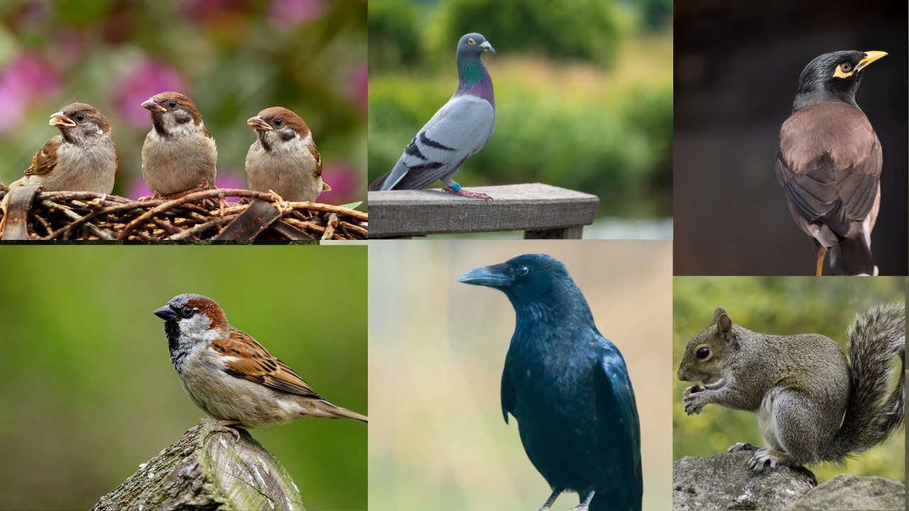 Feeding Food To Free Birds