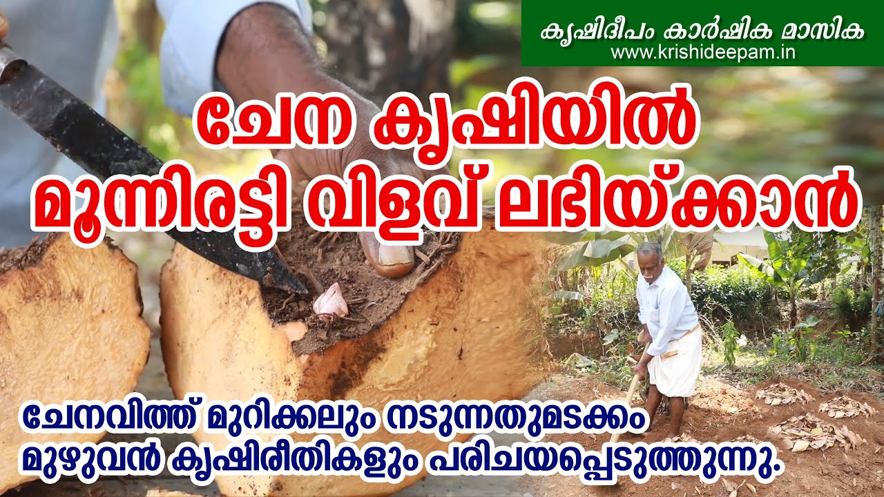 ചേന കൃഷിയിൽ  മൂന്നിരട്ടി  വിളവ് ലഭിയ്ക്കാൻ | ELEPHANT FOOT YAM FARMING IN MALAYALAM | Chena krishi