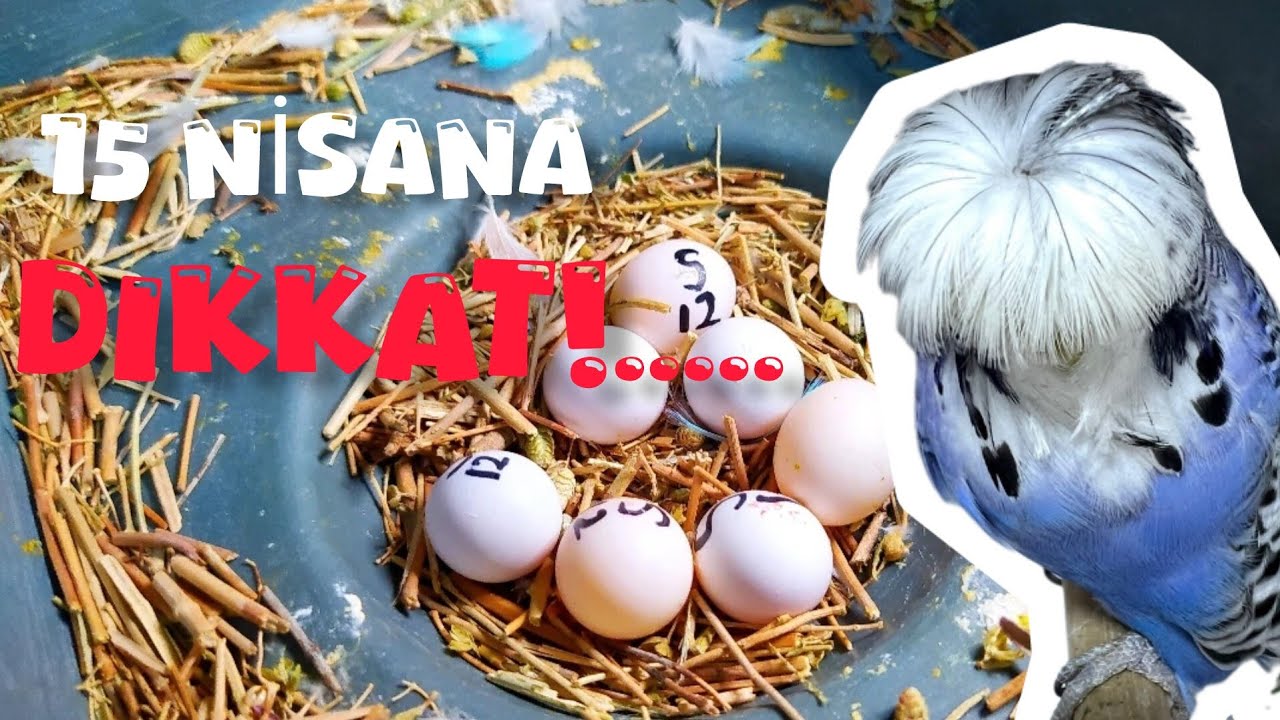 Kuşları Ne Zaman Eşten Çekmeliyiz l Satılık Takımlar