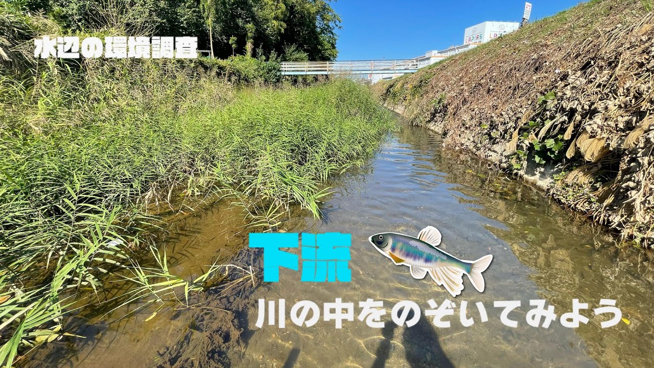 水辺の環境調査2021　嘉例川下流の水中映像その①