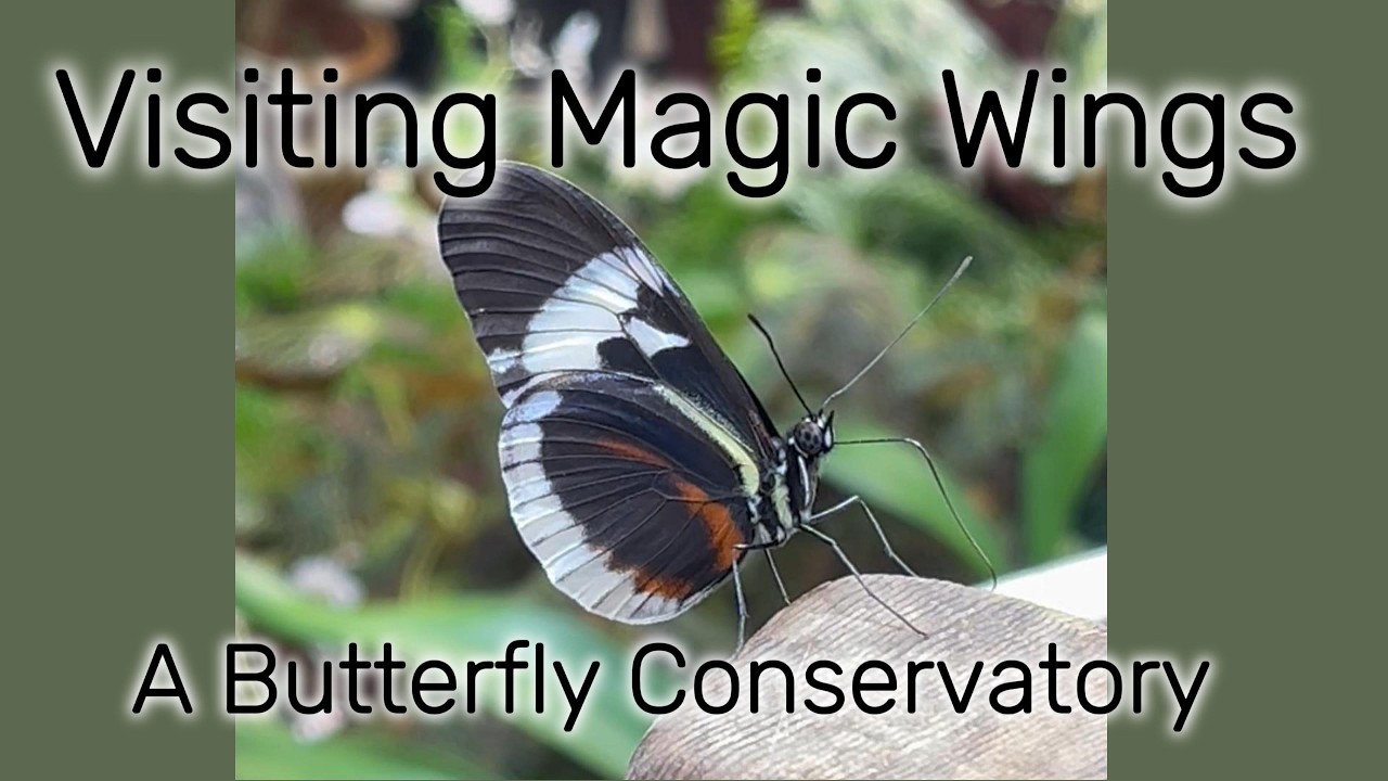 A Colorful Adventure: Unveiling the Magic of Butterflies & Natures Wonders