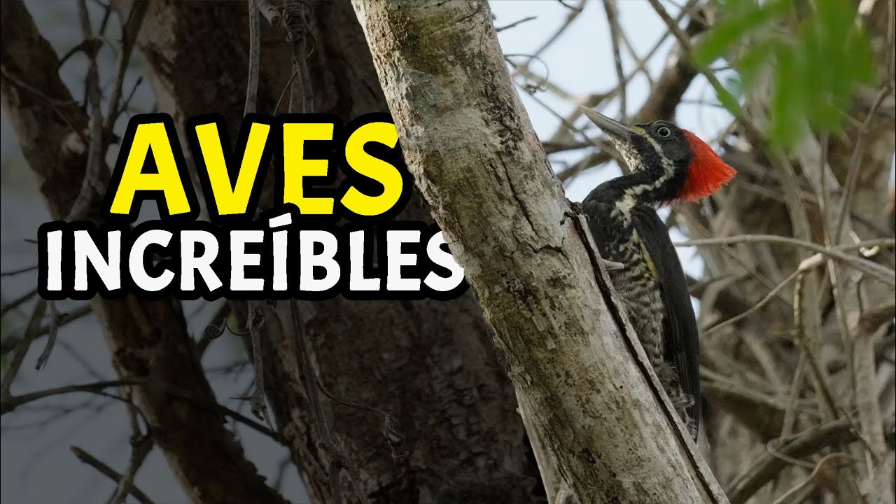 16 Fascinantes Aves de la Península de Yucatán - En Cámara Lenta 4k