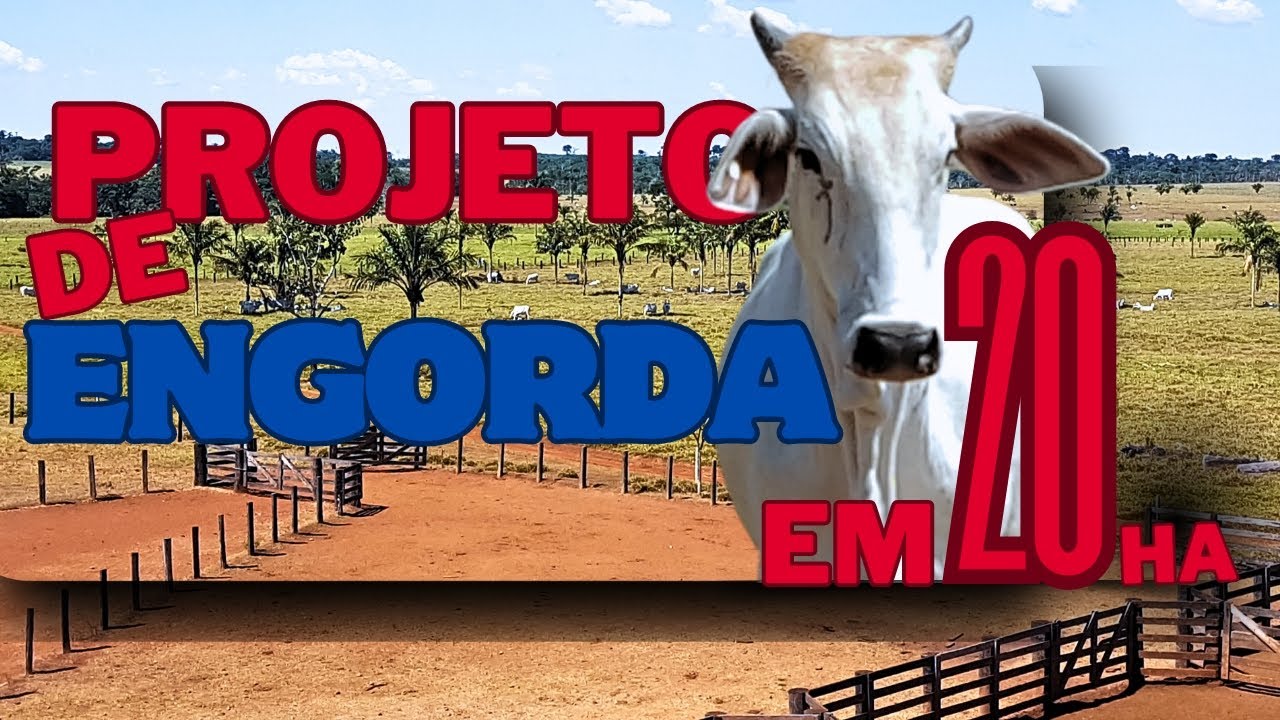 PROJETO de ENGORDA de GADO de CORTE em 20 hectares #pecuária