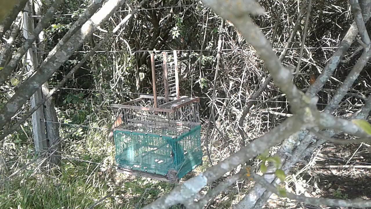 CAZERIA DE REINA CON LA SANDUCERITA