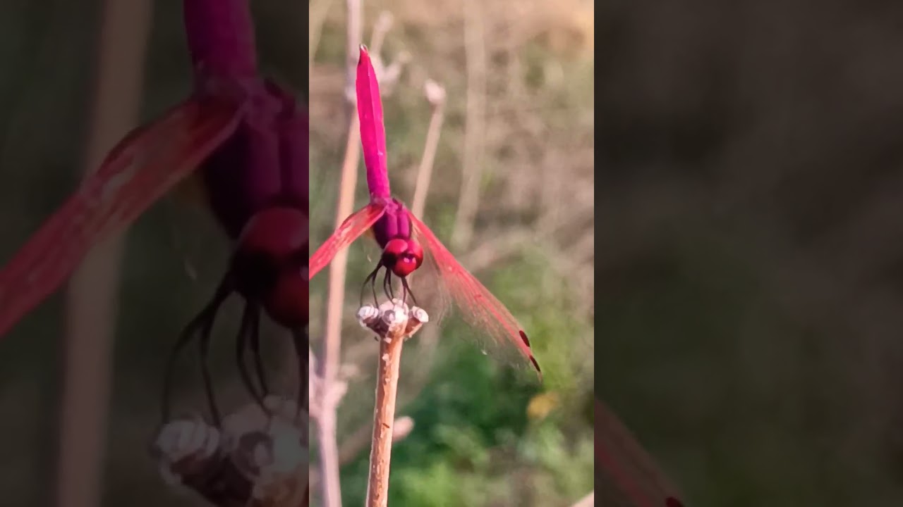 Lovely Pink Dragonfly || #shorts #dragonfly #shortsfeed #ytshorts #siyamanjarishorts
