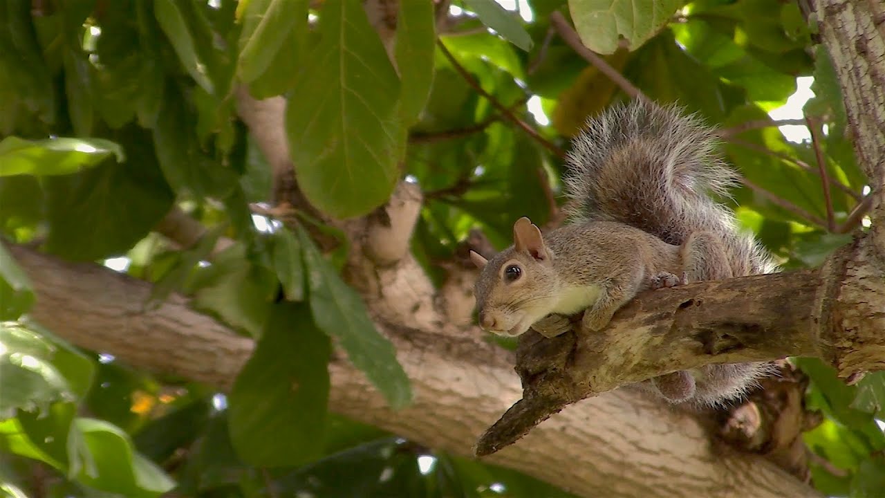Eastern Gray Squirrel Nature Footage 0001 - WAWW's Relaxing Wildlife