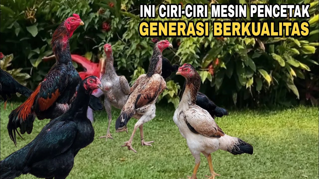 CARA MEMILIH INDUKAN AYAM BANGKOK BETINA
