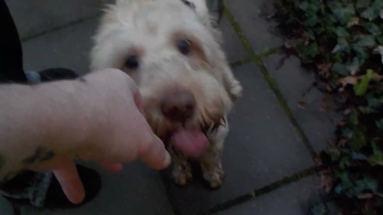 mario...hailey...ronnie en hond max