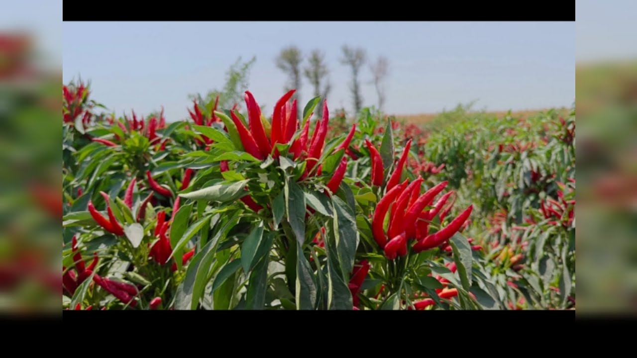 LTEC's 🌶️ Plantation covering 30,000 acre of chili cultivation