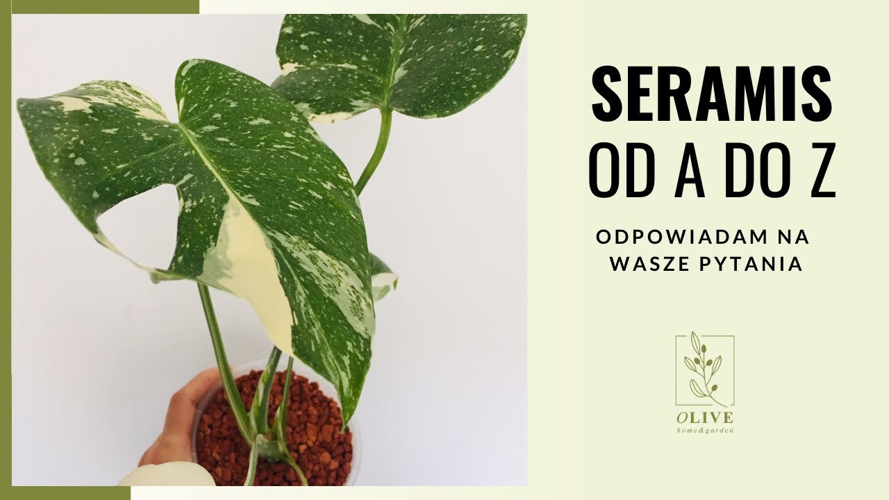 Seramis od A do Z wszystko co wiedzieć powinniście | Seramisowe Q & A odpowiadam na Wasze pytania