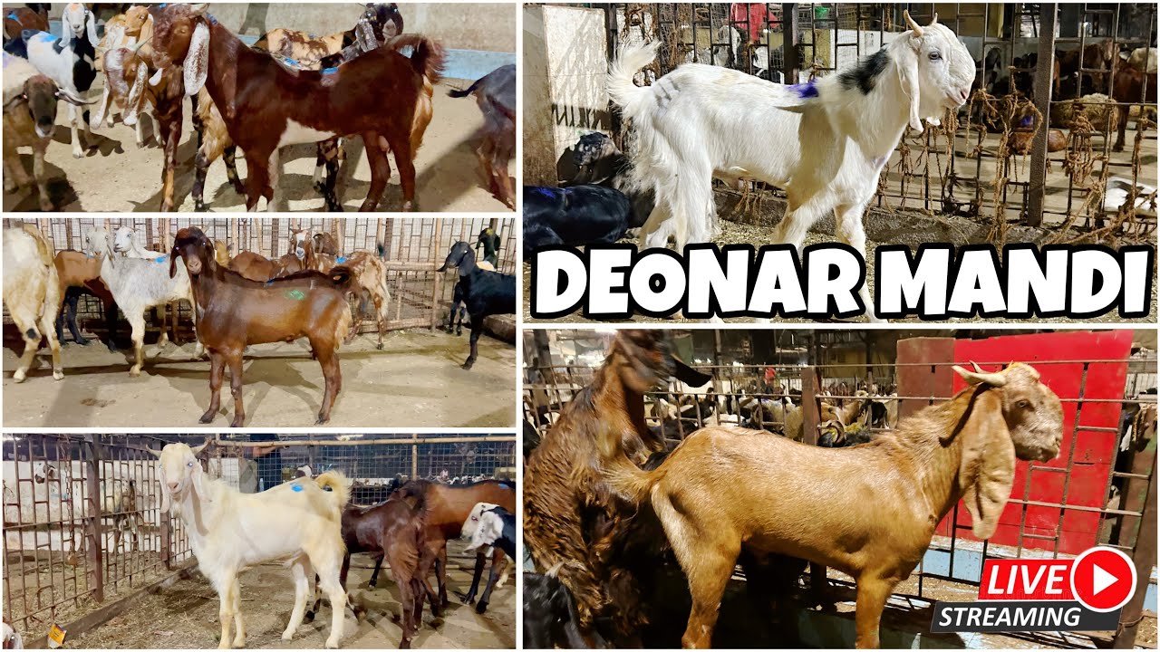 DEONAR BAKRA MANDI LATEST UPDATE 2025 || FRIDAY LIVE MARKET ||