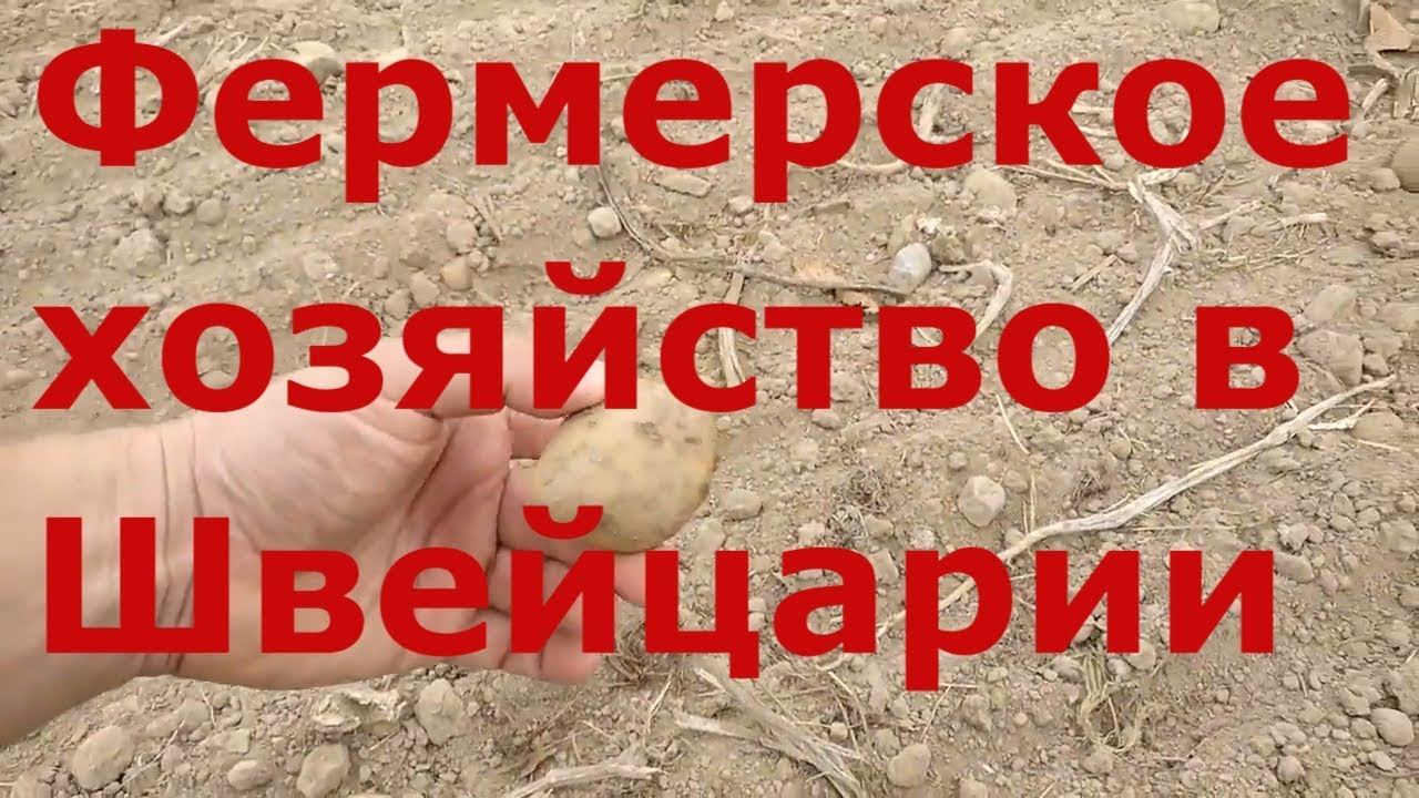 Выгрузка в фермерском хозяйстве Швейцарии