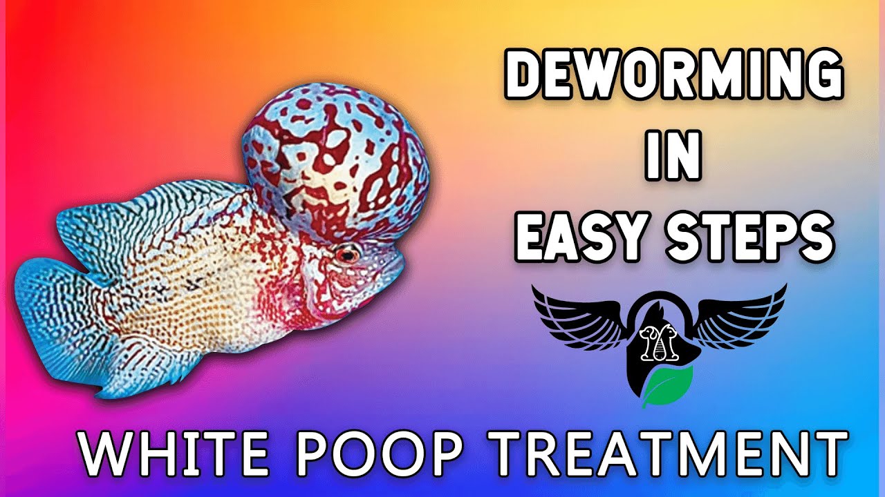 Flowerhorn Fish | Deworming | Internal Parasite Treatment In Easy Steps | Importance Of Deworming |