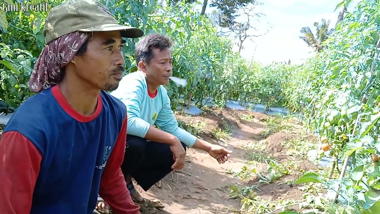 Tomat Tosiva dilampung barat