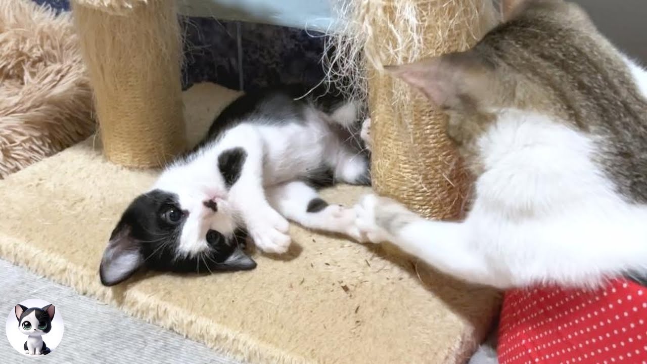У свирепого спасенного котенка появился большой кот, который достаточно дружит, чтобы драться!