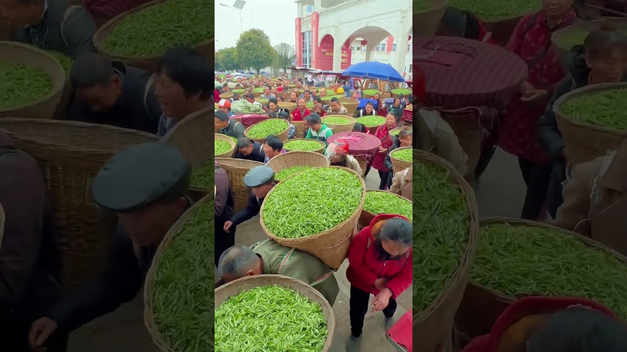 XINYANG MAOJIAN: EL T&Eacute; VERDE M&Aacute;S PRECIADO DE HENAN