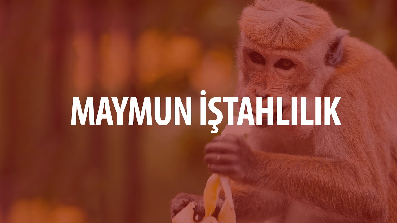 Daldan Dala Atlayan Maymun Başarıya Nasıl Gider?