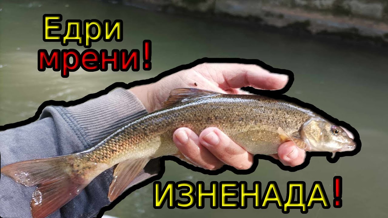 Риболов МЕЧТА! ОГРОМНИ МРЕНИ не дават да ХВЪРЛИШ! НЕВЕРОЯТНА ИЗЕНАНАДА!Float fishing for BIG BARBEL!