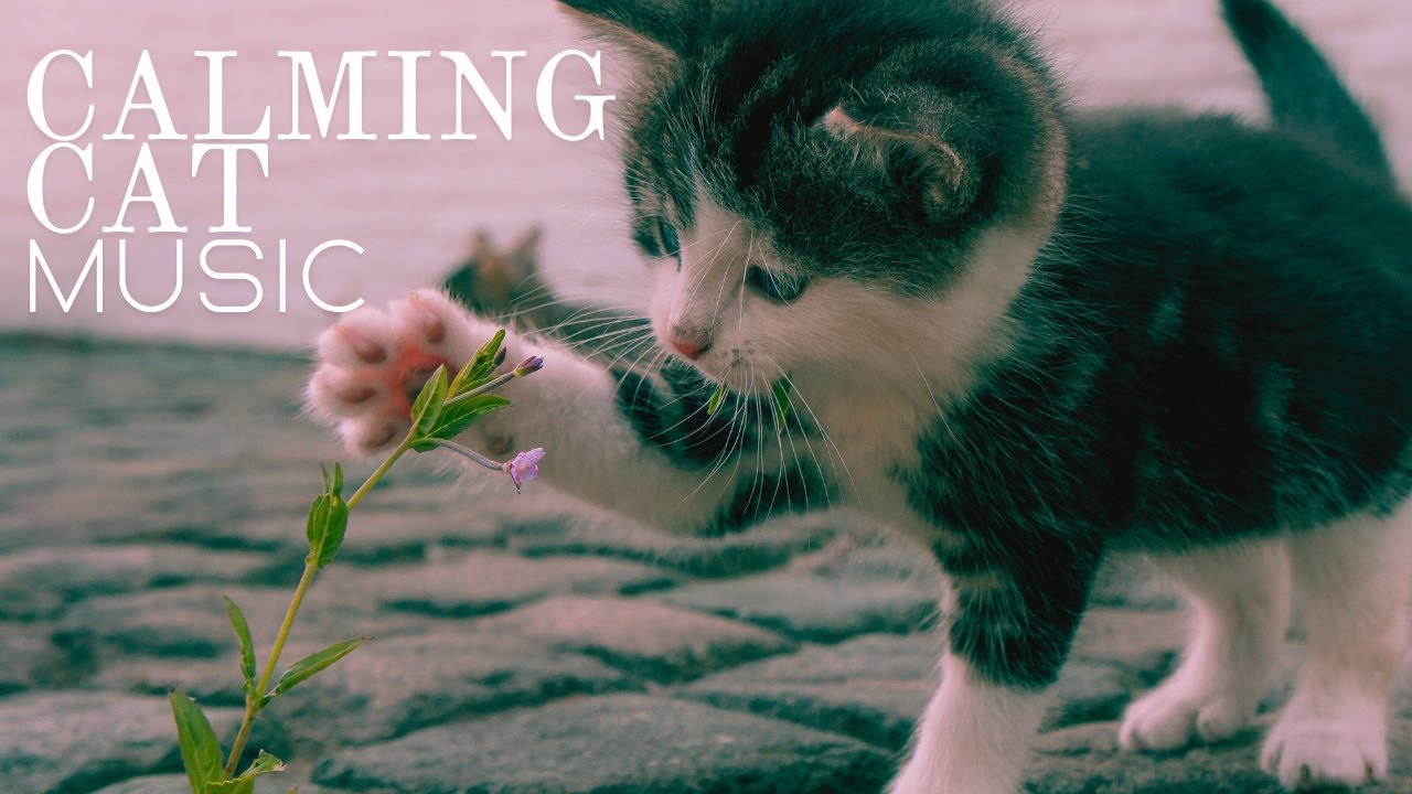 IMMEDIATE Anxiety Relief for Cats - Fast Acting Sleep Music to Reduce Stress