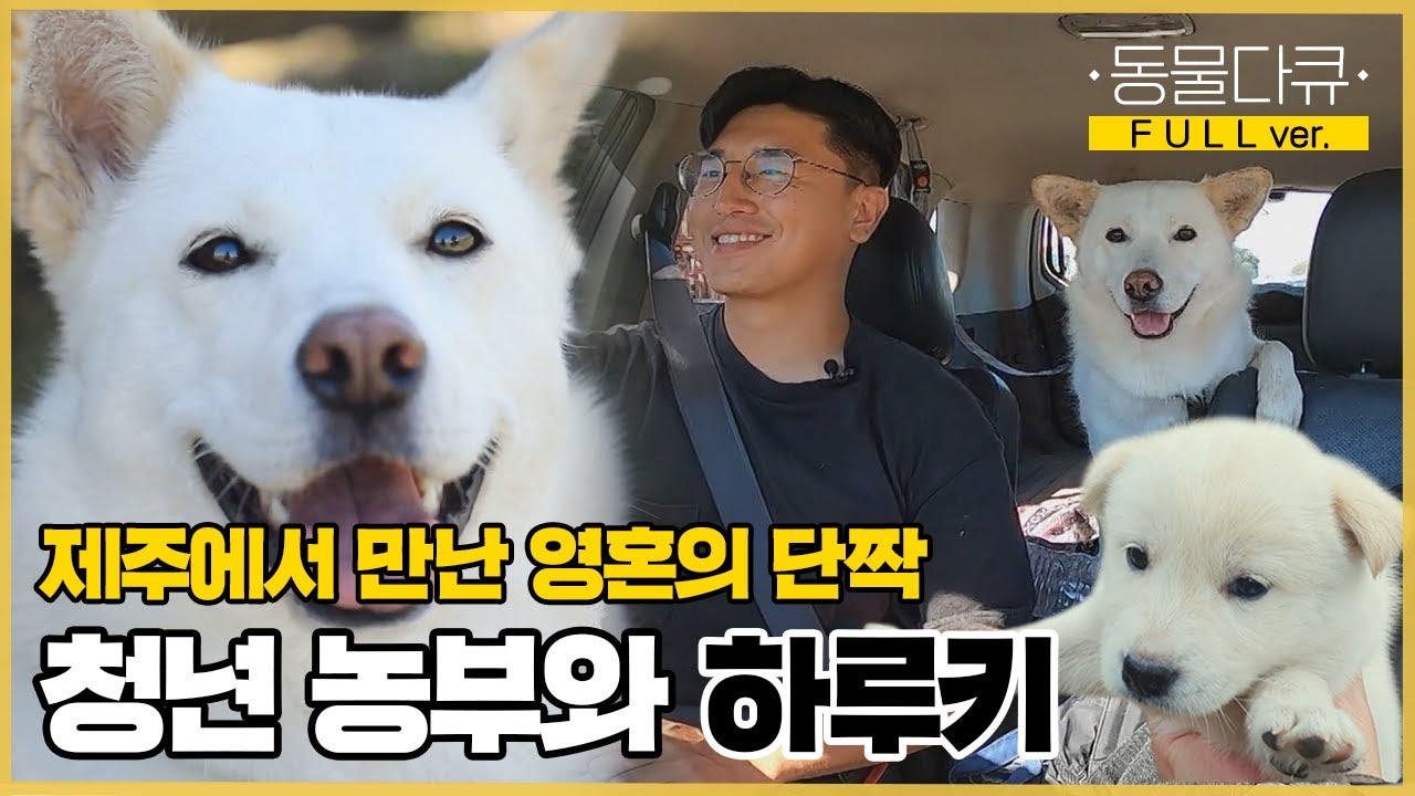 [풀버전] 제주에 홀로 살던 청년 농부에게 찾아온 영혼의 단짝!🐶 인호 씨와 하루키 | 동물극장 단짝 EP37 | KBS 221029 방송