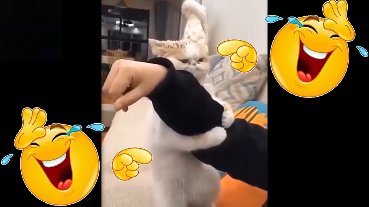 😂  Lustige Tier Videos - Sammlung 5  😂