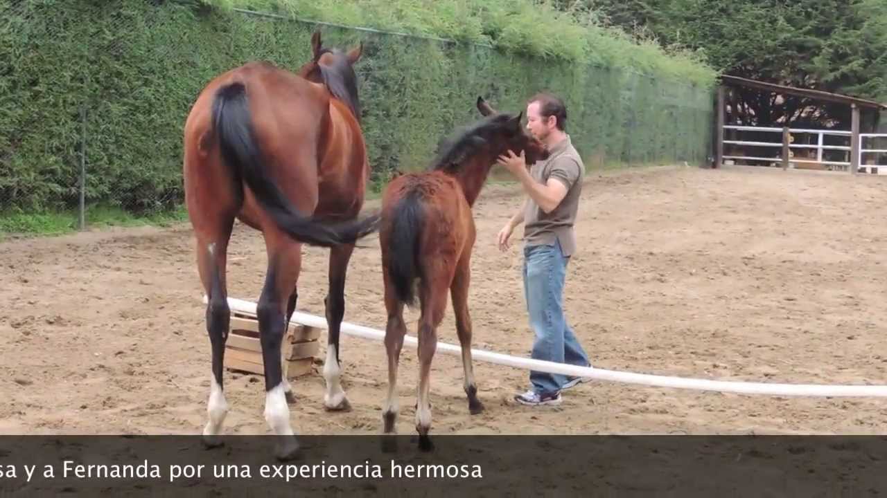 Terapia asistida con caballos